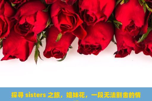 探寻 sisters 之旅，姐妹花，一段无法割舍的情缘