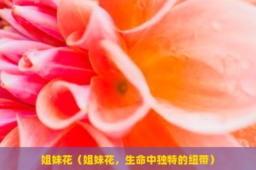 姐妹花（姐妹花，生命中独特的纽带）