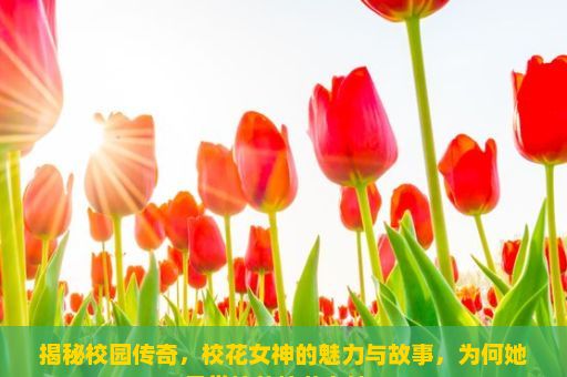 揭秘校园传奇，校花女神的魅力与故事，为何她是学校的校花女神？