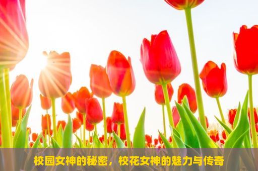 校园女神的秘密，校花女神的魅力与传奇