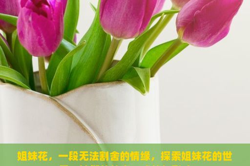 姐妹花，一段无法割舍的情缘，探索姐妹花的世界，她们的故事、成就与影响