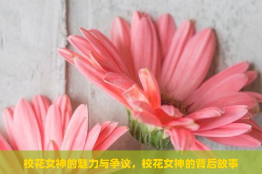 校花女神的魅力与争议，校花女神的背后故事