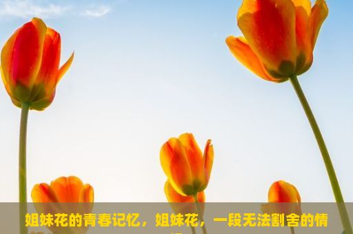 姐妹花的青春记忆，姐妹花，一段无法割舍的情缘