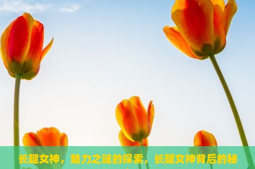 长腿女神，魅力之谜的探索，长腿女神背后的秘密