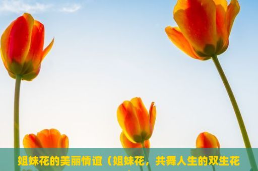 姐妹花的美丽情谊（姐妹花，共舞人生的双生花）