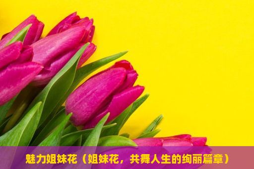 魅力姐妹花（姐妹花，共舞人生的绚丽篇章）