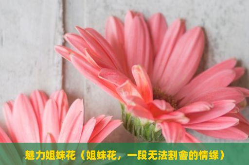 魅力姐妹花（姐妹花，一段无法割舍的情缘）