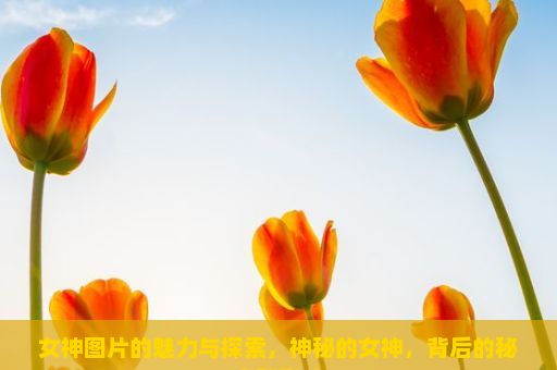 女神图片的魅力与探索，神秘的女神，背后的秘密和影响