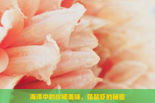 海洋中的珍稀美味，琵琶虾的秘密