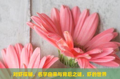 对虾探秘，名字由来与背后之谜，虾的世界