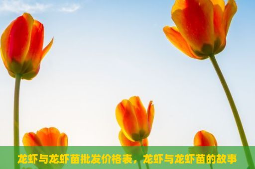 龙虾与龙虾苗批发价格表，龙虾与龙虾苗的故事