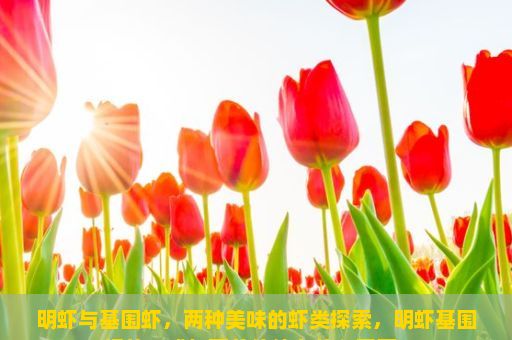 明虾与基围虾，两种美味的虾类探索，明虾基围虾的口感与营养价值有什么不同？