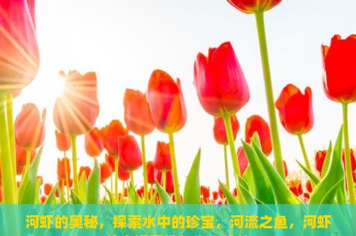 河虾的奥秘，探索水中的珍宝，河流之鱼，河虾的生活习性与生态价值