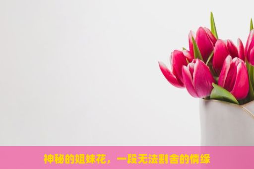 神秘的姐妹花，一段无法割舍的情缘