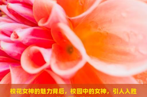 校花女神的魅力背后，校园中的女神，引人入胜的谜团与挑战