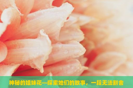 神秘的姐妹花—探索她们的故事，一段无法割舍的情缘