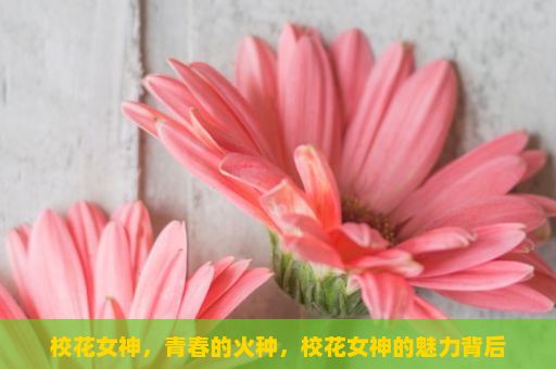 校花女神，青春的火种，校花女神的魅力背后