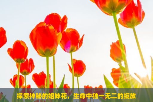 探索神秘的姐妹花，生命中独一无二的绽放