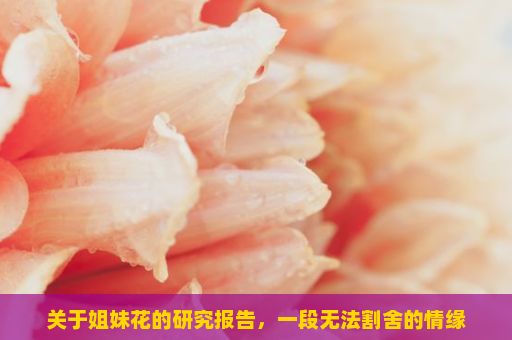 关于姐妹花的研究报告，一段无法割舍的情缘