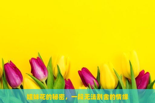 姐妹花的秘密，一段无法割舍的情缘