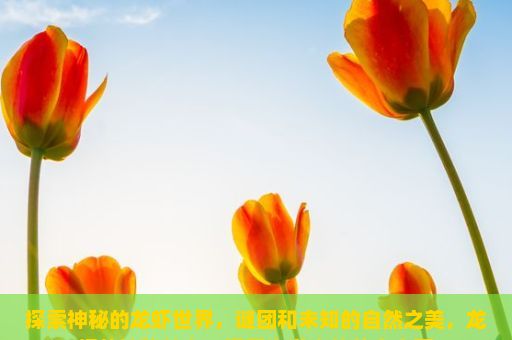 探索神秘的龙虾世界，谜团和未知的自然之美，龙虾的神秘魅力，探索海洋中的美食宝藏