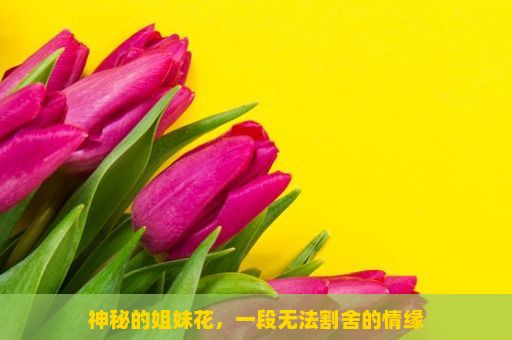 神秘的姐妹花，一段无法割舍的情缘