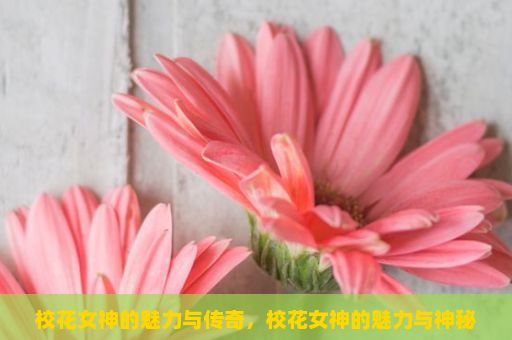 校花女神的魅力与传奇，校花女神的魅力与神秘