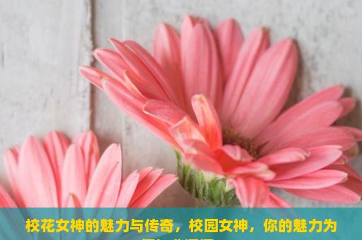 校花女神的魅力与传奇，校园女神，你的魅力为何如此深沉？