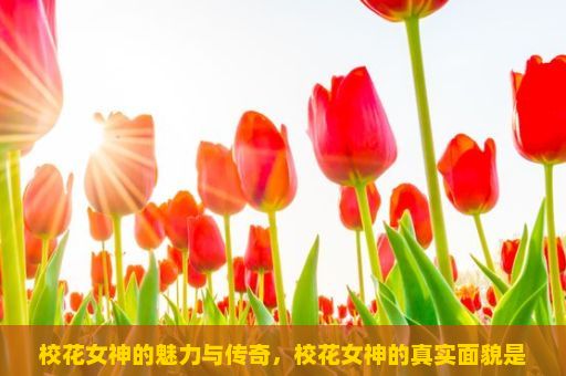 校花女神的魅力与传奇，校花女神的真实面貌是否只是表面光鲜？