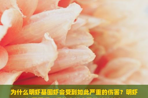为什么明虾基围虾会受到如此严重的伤害？明虾与基围虾，探秘海鲜之王的独特魅力