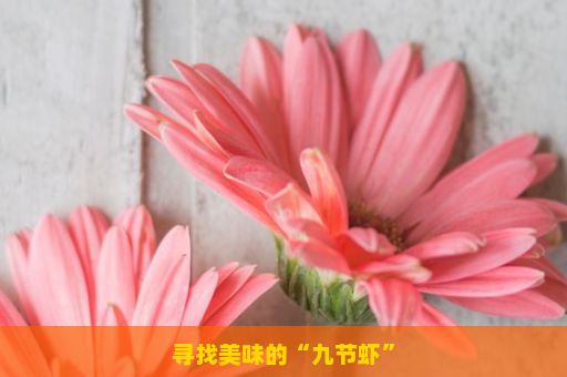 寻找美味的“九节虾”