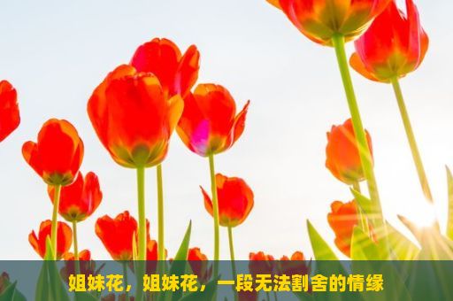 姐妹花，姐妹花，一段无法割舍的情缘