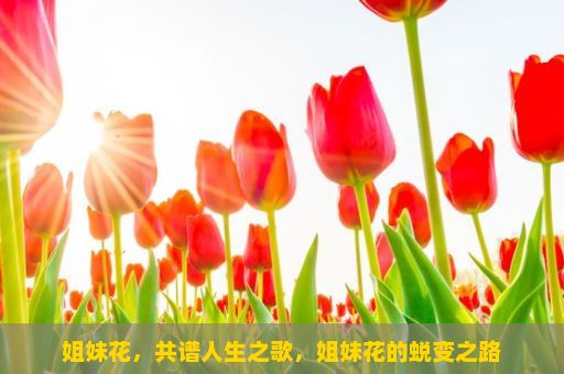 姐妹花，共谱人生之歌，姐妹花的蜕变之路