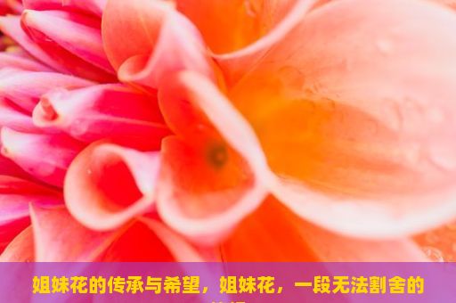 姐妹花的传承与希望，姐妹花，一段无法割舍的情缘