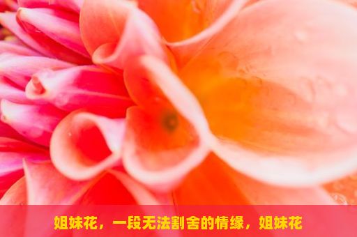 姐妹花，一段无法割舍的情缘，姐妹花