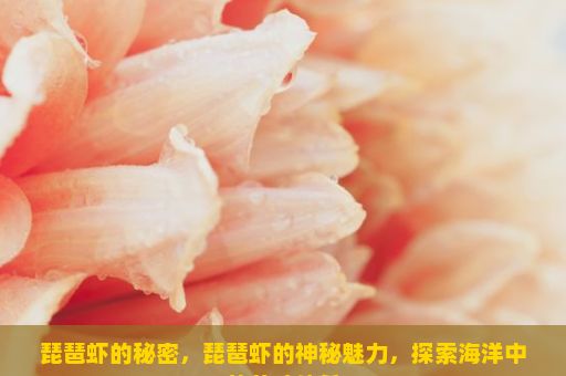 琵琶虾的秘密，琵琶虾的神秘魅力，探索海洋中的美味佳肴