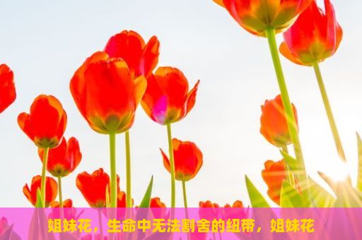 姐妹花，生命中无法割舍的纽带，姐妹花