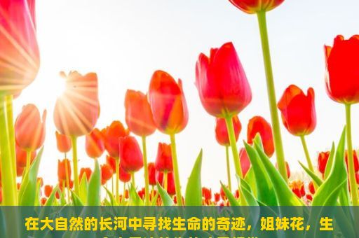 在大自然的长河中寻找生命的奇迹，姐妹花，生命中无法替代的珍贵纽带