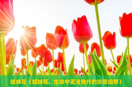 姐妹花（姐妹花，生命中无法替代的珍贵纽带）