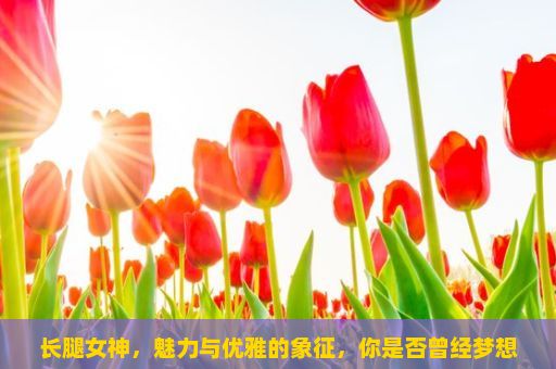 长腿女神，魅力与优雅的象征，你是否曾经梦想过成为一位长腿女神？